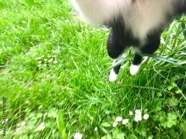 Obraz Attaque de chat 