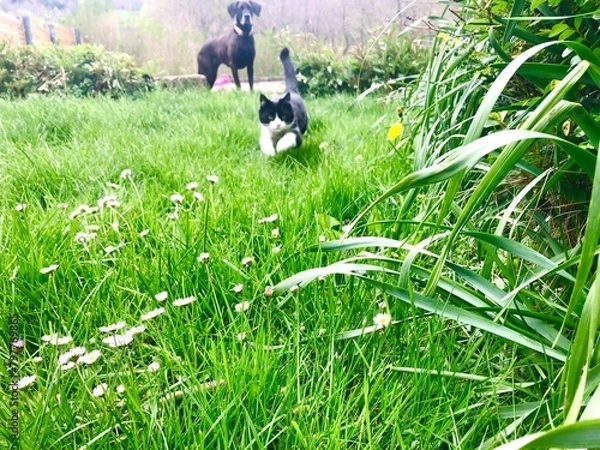 Obraz Chat et chien chasseurs