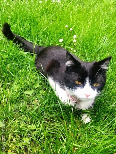 Fototapeta Chat dans l'herbe
