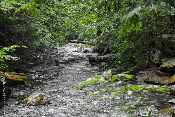 Obraz stream in the forest