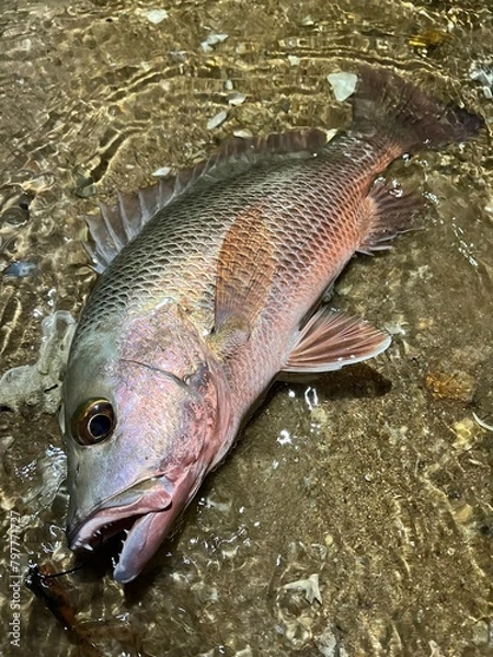 Obraz マングローブジャック