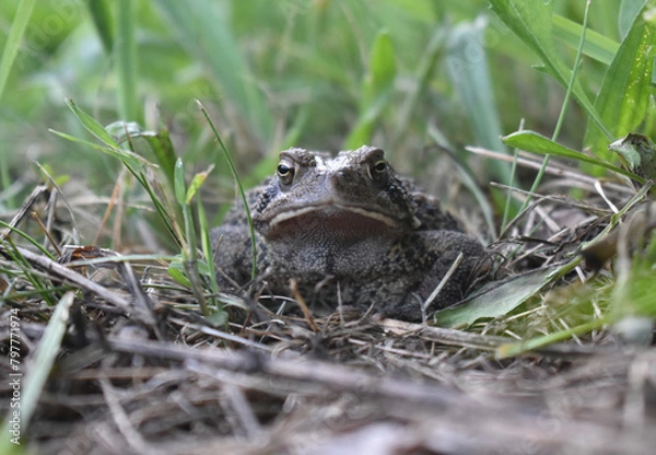Obraz frog in the grass
