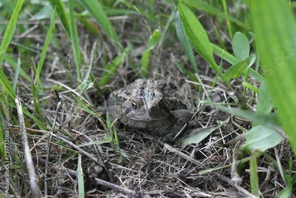 Obraz frog in the grass