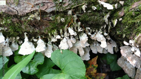 Obraz Moss and Mushrooms