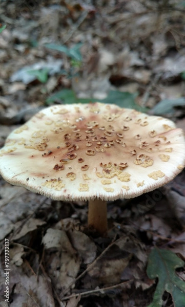 Obraz mushrooms in the forest