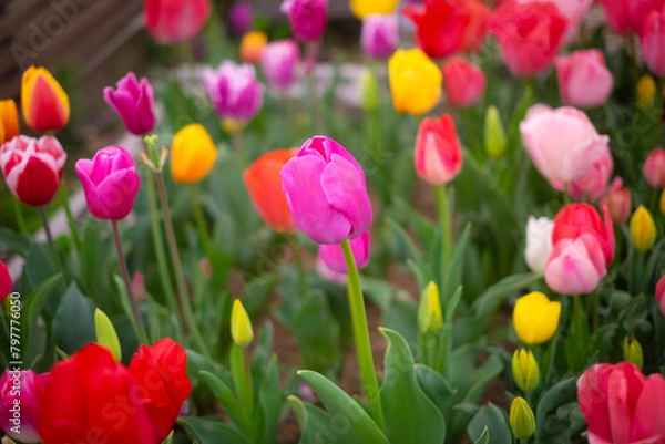 Fototapeta カラフルなチューリップ
