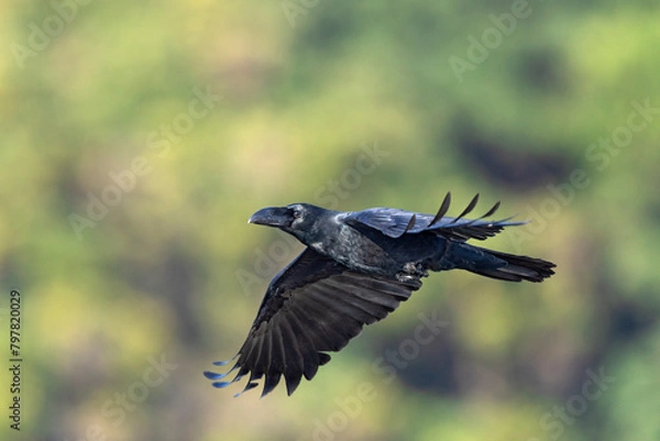 Fototapeta large-billed crow (Corvus macrorhynchos) in flight