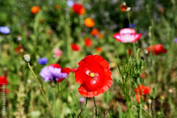 Obraz field of colorful wildflowers