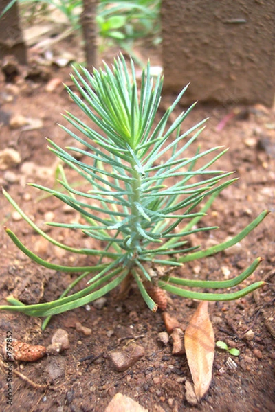 Obraz little pine tree