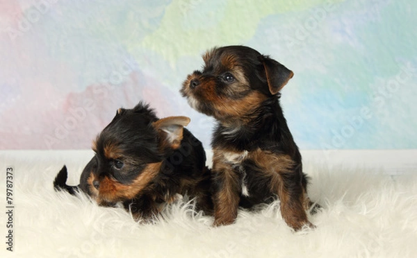 Obraz Two puppies Yorkshire terrier