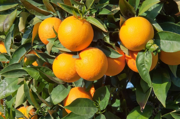 Obraz Ripe Tangerines hanging from the tree
