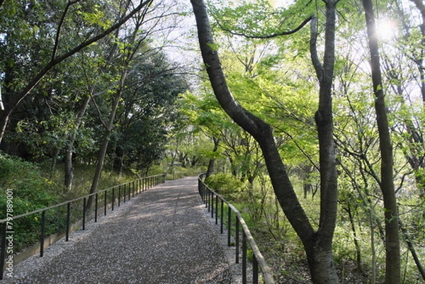 Fototapeta 赤羽自然観察公園の道　Akabane Nature Park Path