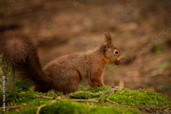 Fototapeta red squirrel in the forest with nut
