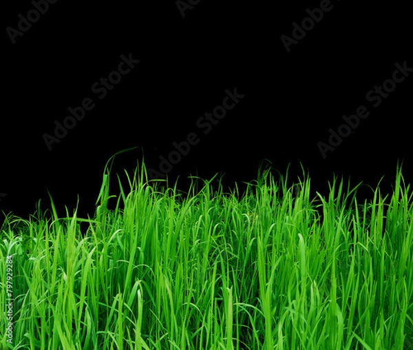 Obraz  grass on black background