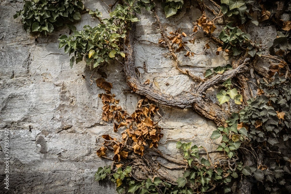 Obraz Efeu an einer Wand