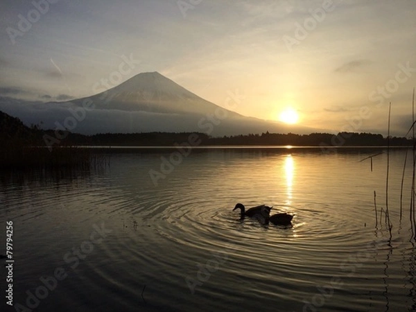 Fototapeta 田貫湖の朝