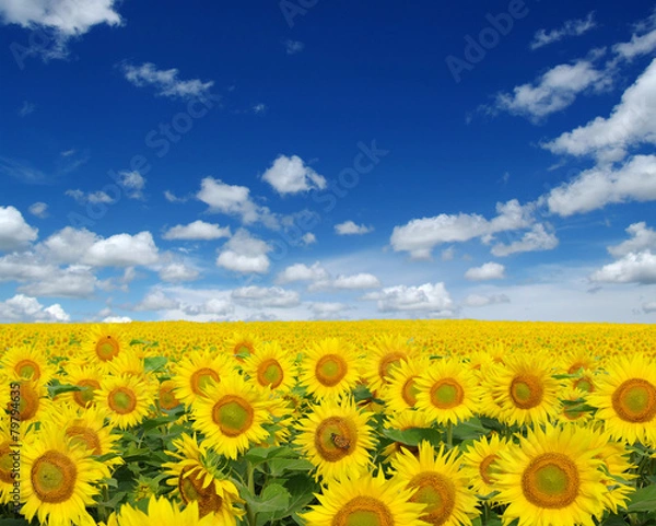 Obraz sunflowers field