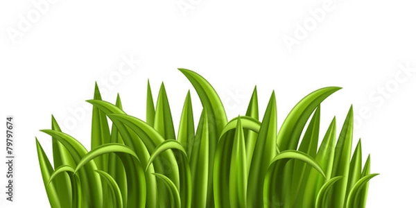 Obraz Fresh grass isolated on white background