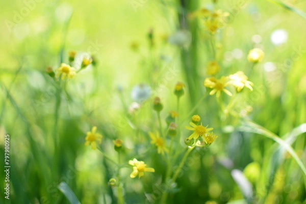 Obraz Yellow spring meadow flowers in green bokeh grass spring bright meadow
