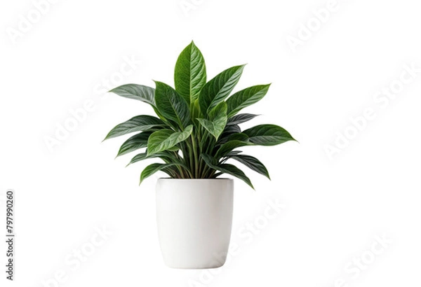 Obraz plant in a pot on transparent background