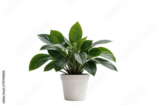 Obraz plant in a pot on transparent background