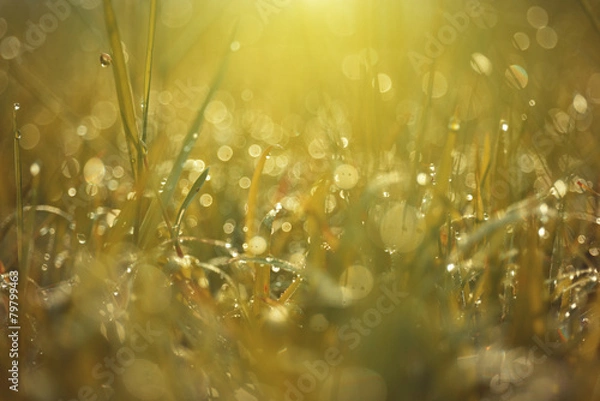 Obraz dew on top grass