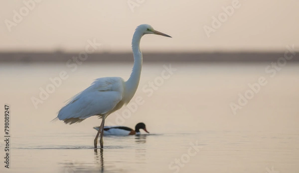 Fototapeta czapla biała i ohar