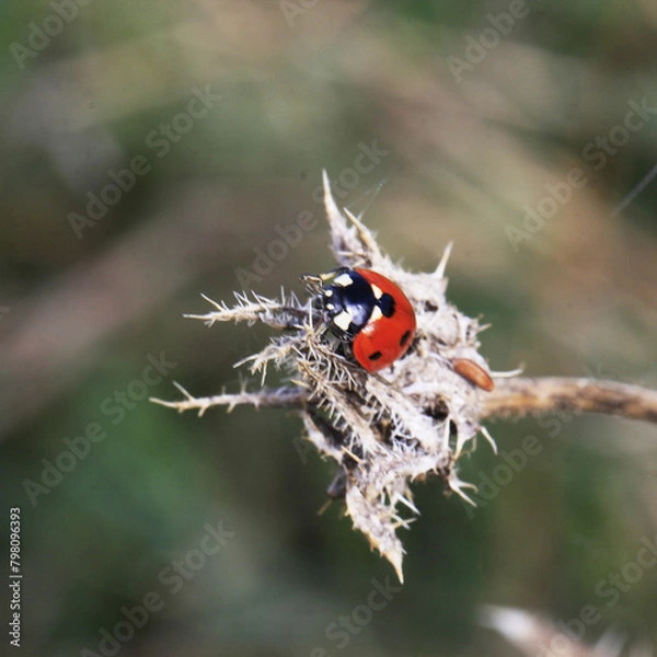 Fototapeta une coccinelle sur un chardon