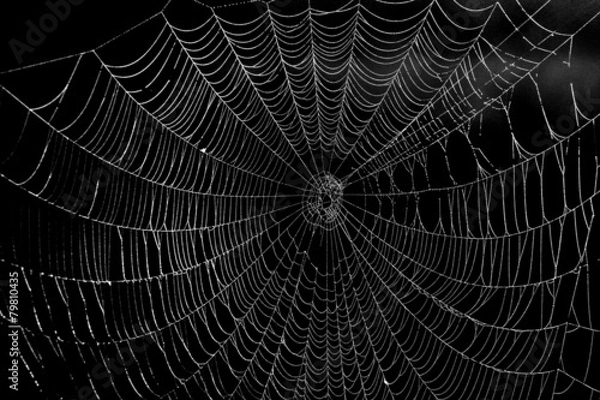 Fototapeta Spinnennetz
