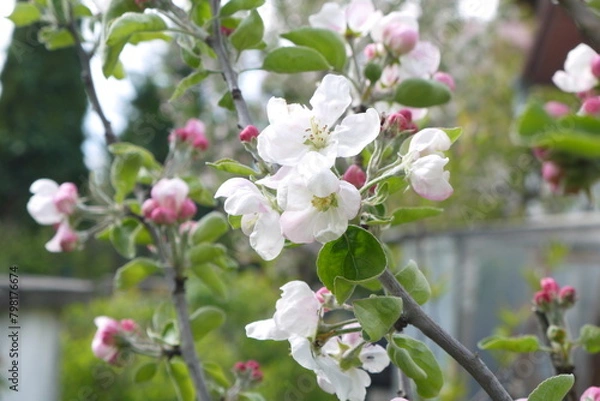 Fototapeta Kwitnące kwiaty jabłoni na gałęzi. Zbliżenie pachnących różowych kwiatów jabłoni. Wiosenne kwiatki na jabłonce.