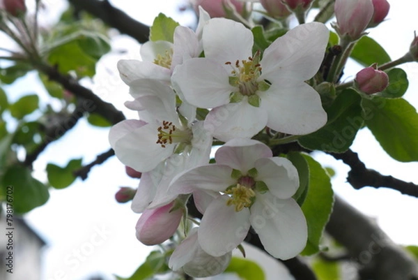 Fototapeta Kwitnące kwiaty jabłoni na gałęzi. Zbliżenie pachnących różowych kwiatów jabłoni. Wiosenne kwiatki na jabłonce.