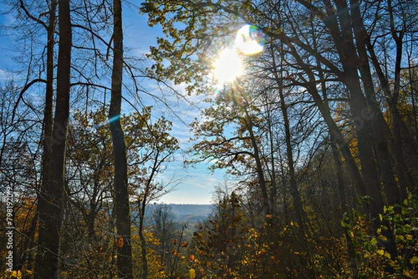 Obraz sun shining through trees