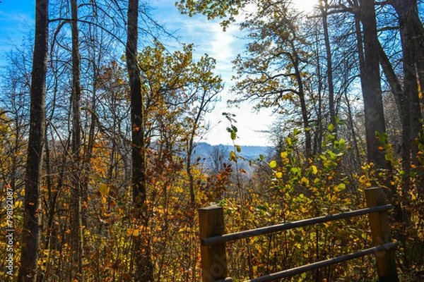 Obraz sun shining through trees