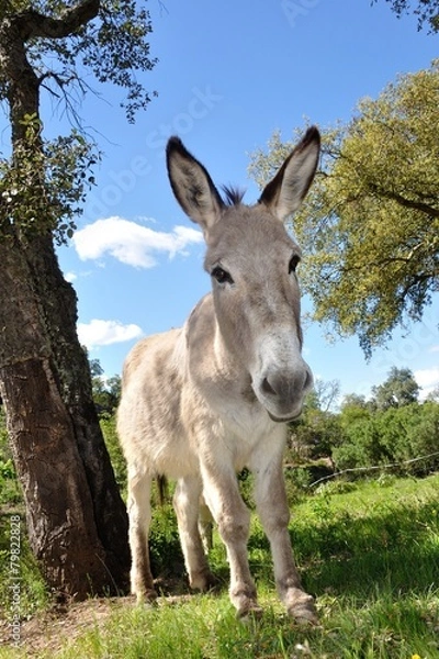 Fototapeta âne gris