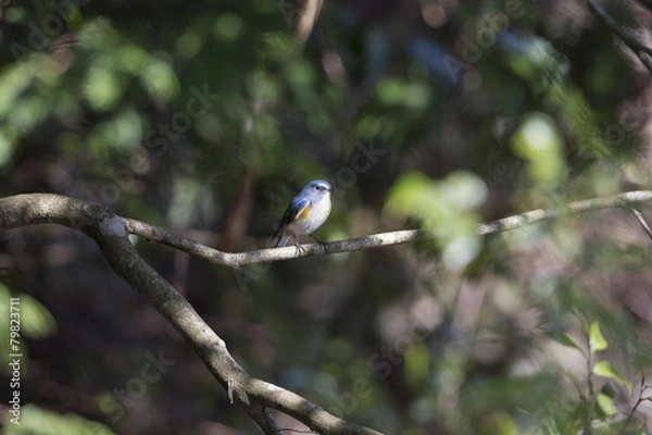 Fototapeta ルリビタキ