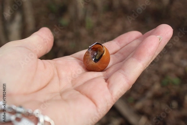 Obraz Snail shell, slugs on the female palm of the hand