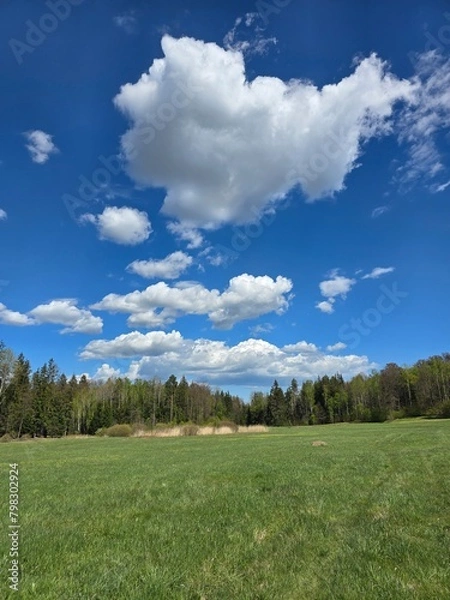 Obraz field and blue sky