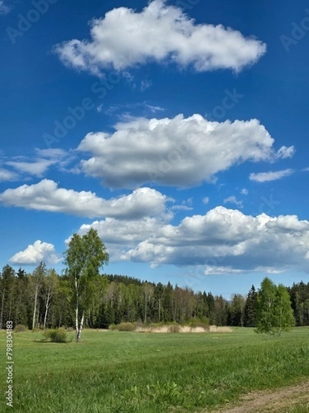 Obraz field and blue sky