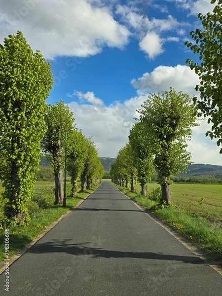Obraz road in the forest
