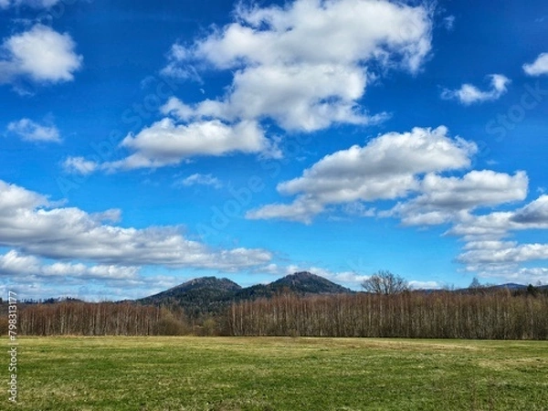 Obraz forest and sky