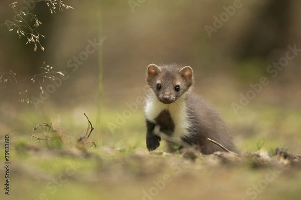 Obraz Beech Marten