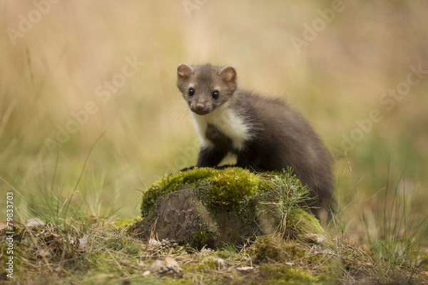 Obraz Beech Marten