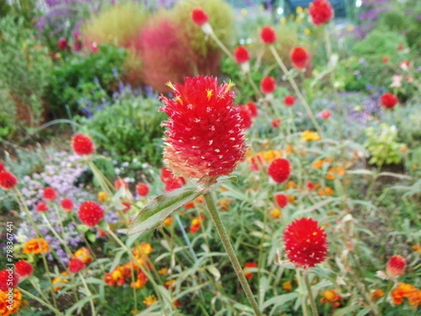 Fototapeta 真っ赤な千日紅の花序の接写