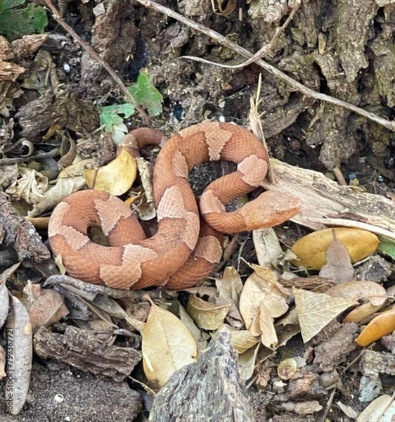 Obraz Copperhead Snake