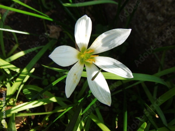 Fototapeta 接写した白いタマスダレの花
