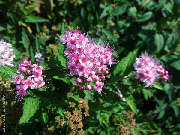 Obraz シモツケの花の接写