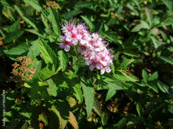 Obraz シモツケの花の接写