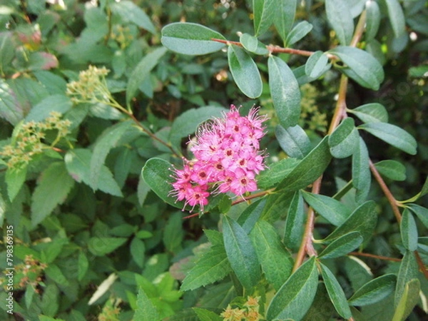 Obraz シモツケの花の接写
