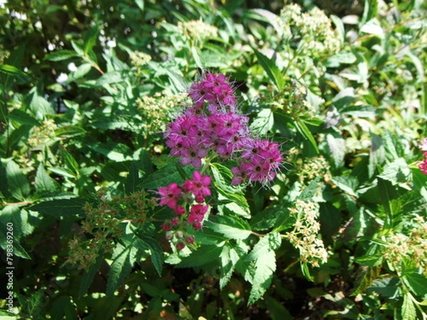 Fototapeta シモツケの花の接写