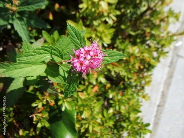 Obraz シモツケの花の接写